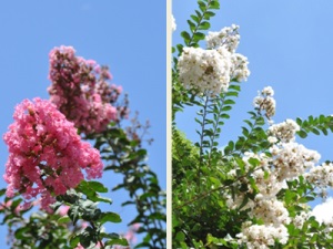 市の花「百日紅」の写真