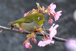 市の鳥「メジロ」の写真