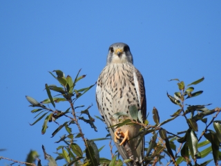 多摩川自然情報館大賞_チョウゲンボウ