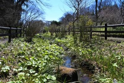 野草園の小川の写真