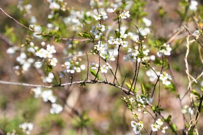 野草園の白い花の写真