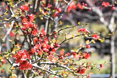 野草園の梅の画像