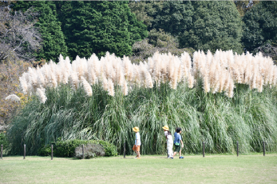 都立神代植物公園にある多年草パンパスグラスと子どもたちの写真