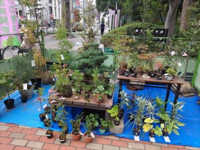 植木の販売の様子