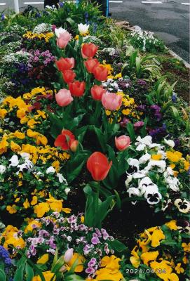 赤や黄色の花が沢山咲いている様子