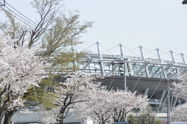 sakura02