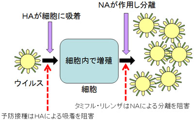 ウイルスの増殖のイメージ図