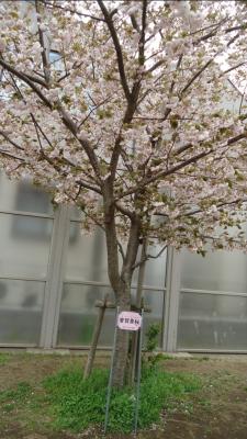 普賢象桜の写真