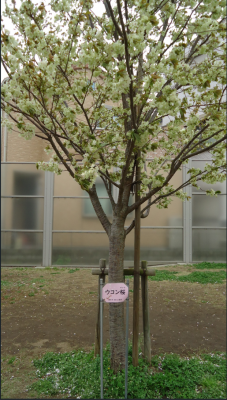 ウコン桜の写真