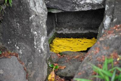 光藻が多く集まっている箇所の写真