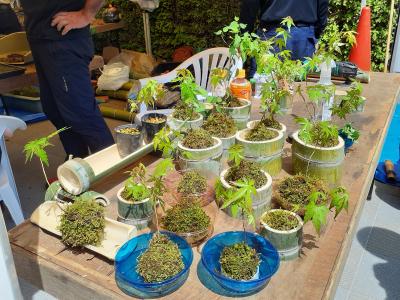 苔だまの陳列した様子