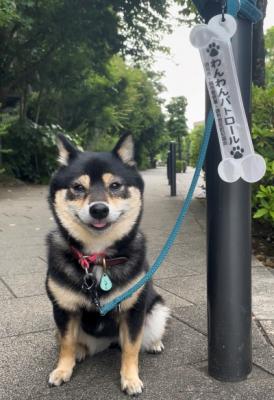 散歩中の写真