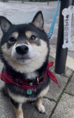 わんわんパトロール隊員(しずく)の写真