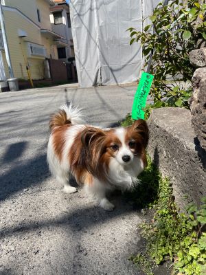 わんわんパトロール隊員(アンディ)の写真