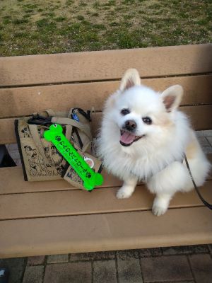 わんわんパトロール隊員(チャッピ)の写真