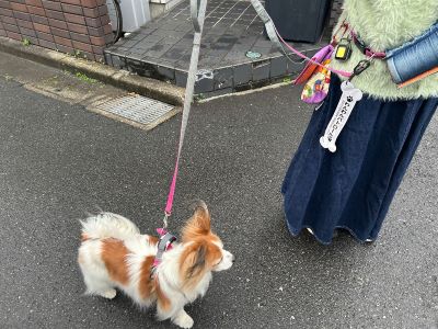 わんわんパトロール隊員(らんたん)の写真