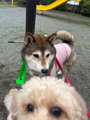 わんわんパトロール隊員(ココとアロ)の写真