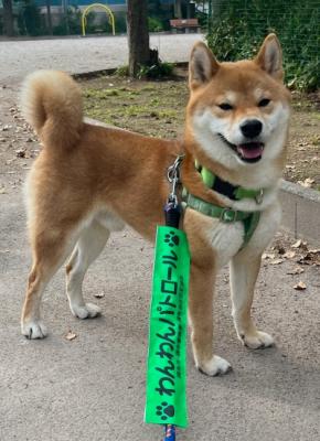 散歩中の写真