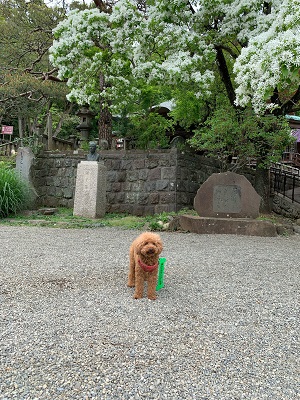 わんわんパトロール隊員こたろうちゃんの写真