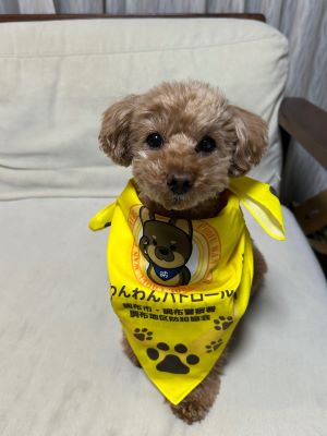 南部地域わんわんパトロール隊員(モカ)の写真