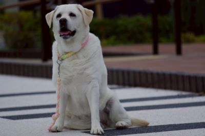 わんわんパトロール隊員(遊)の写真