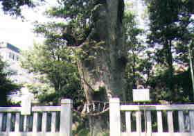 青渭神社の「ケヤキ」の写真