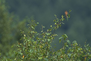 木の枝先に止まる鳥の画像