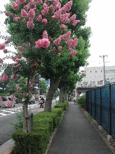 道路の写真