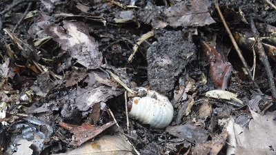 カブトムシの幼虫の写真