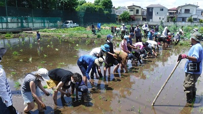 田植え風景　東側から撮影した写真