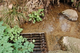 野草園近くの湧水の写真