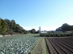 佐須地域に広がる水田の写真