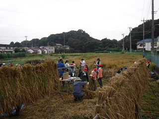 干した稲の写真