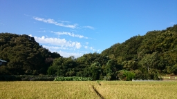 国分寺崖線の緑と水田の写真