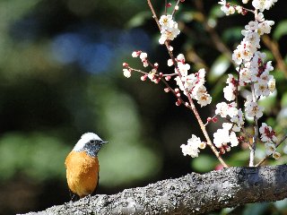 フォトコンテスト2018多摩川部門大賞「早春」の写真