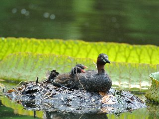 フォトコンテスト2018市内部門入賞「おかあさんといっしょ」の写真