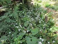 実篤公園の草花の画像