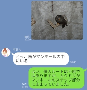 マンホールに鳥がいることについての説明画像