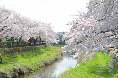 春の野川の写真