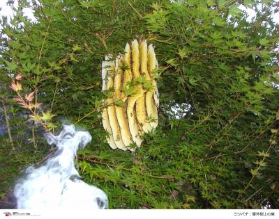 ミツバチの巣の画像