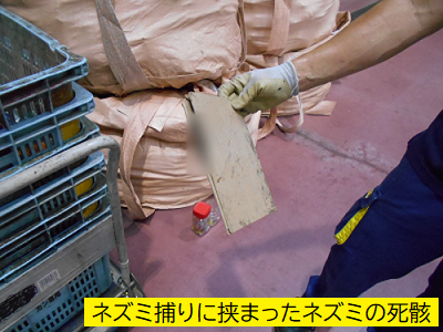 粘着シート式ネズミ捕りに挟まったネズミの死骸